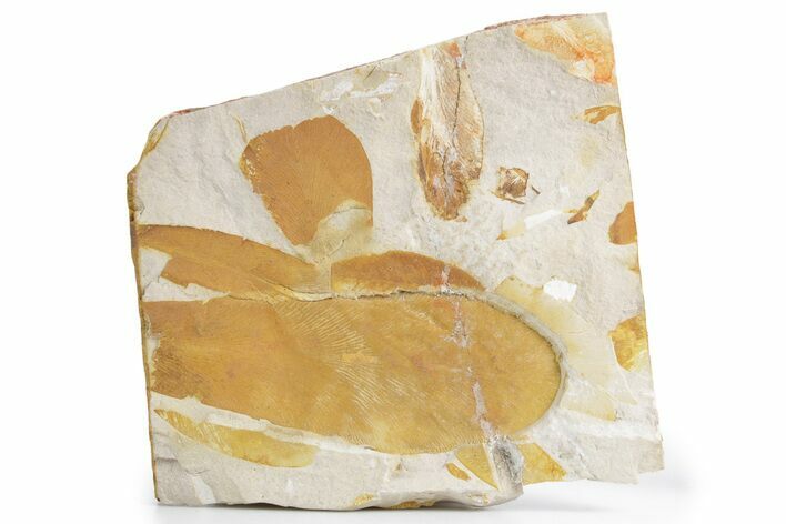 Fossil Seed Fern (Glossopteris) Plate - Australia #358522